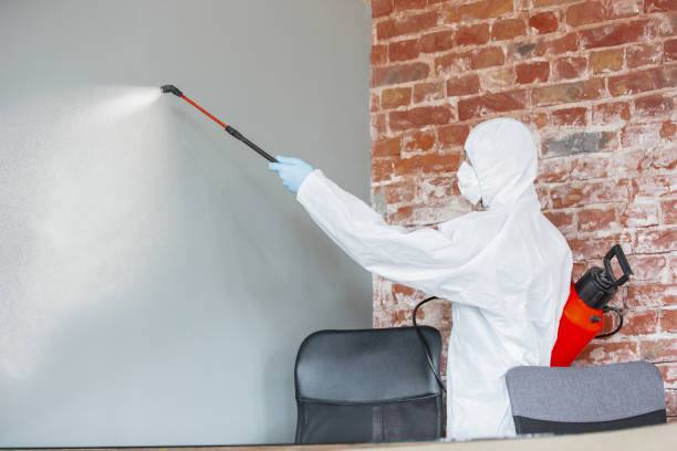 Best Basement Mold Removal  in Mountain City, TN
