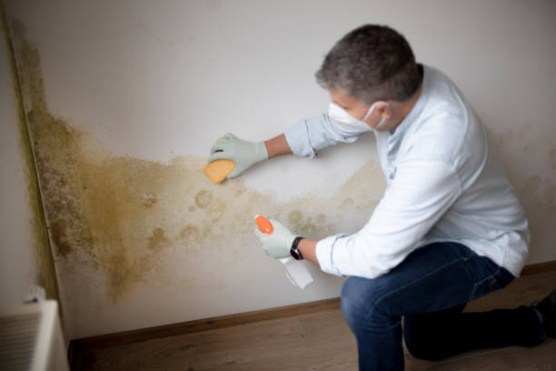 Best Emergency Mold Remediation  in Mountain City, TN